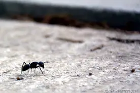 家里经常有蚂蚁出没？角落里撒一把，蚂蚁来一只灭一只，涨知识了图片