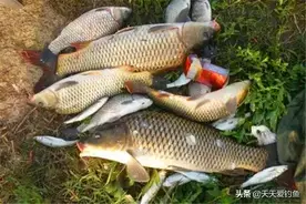 鲤鱼咬钩的经典漂相，出现这些漂相时，心跳加速，肯定是大鲤鱼图片