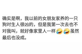 我老公家的狗，我俩一起八年，每次去他家都冲我叫直到今年怀孕了图片