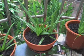 芦荟长势太好也不行，芦荟“抱小崽”，花友想要除掉图片