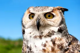 猫头鹰的嘴里会吐毛球？看看这种神秘的东西到底是什么图片