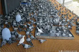 鸽子吃什么粮食最好？喂鸽子需营养均衡，喂玉米且看这4种好处图片
