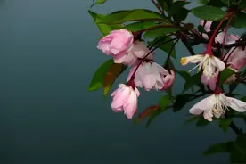 一个11岁女孩的隔离日记图片