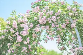 无锡竟有这么多花海，还有6处新增，目不暇接图片