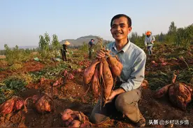 老爸种红薯常用四招，斜栽、摘心、灌缝和喷施，谁掌握谁受益图片