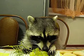 护住钱包！被商家吹爆的4种保健品，真的没啥用图片