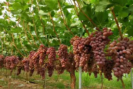 西昌葡萄共有11个品种？认识5种以上算是行家！（一）图片