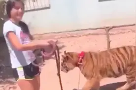 民风彪悍！墨女孩大街牵绳溜老虎闲庭信步，网友：隔着屏幕都寒颤图片