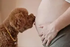 怀孕不能养狗？狗狗天生会游泳？养狗6大谣言你中招了吗？图片