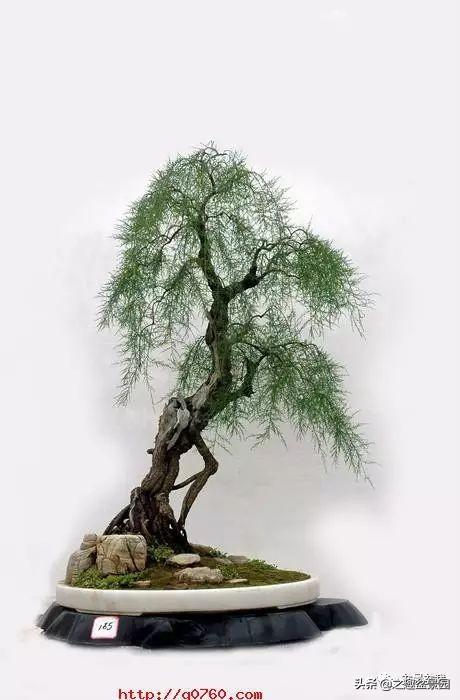 柽柳盆景_植物知识网