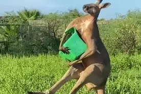 澳一只袋鼠遭到三只猛禽袭击，袋鼠难于躲避，靠近路人才吓退猛禽图片