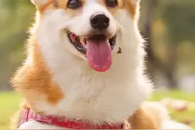 建议收藏 | 那些与动物有关的英语谚语图片