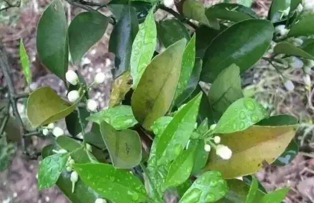 銆屽啘鍖栫鏅€嶆鐗╃己绱犲師鍥犲強 妞嶇墿缂虹礌鐥囩姸瀵圭収琛? onerror=