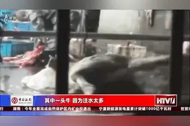 12小时给活牛注水120斤，牛流泪下跪，老板还认为不残忍！视频封面