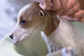 狗狗很恐惧的“5种东西”，主人没事别吓唬它图片