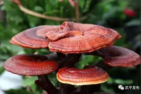 武平这儿的千亩灵芝喜迎丰收！走，背上麻袋！小编带你摘～图片