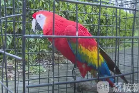鹦鹉漂亮不能养 珍稀鸟类须保护图片