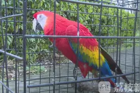 鹦鹉漂亮不能养 珍稀鸟类须保护图片