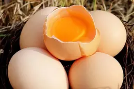 鸡蛋产地在哪？如何挑选优质鸡蛋？图片