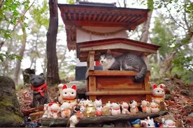 日本猫神庙下，一群真猫在里面躲雨，画面太可爱了图片