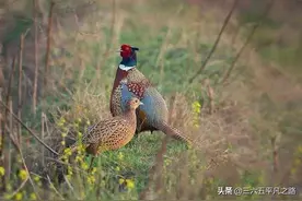 曾经快抓完的4种动物，现今开始泛滥，糟蹋庄稼不能抓，农民无奈图片
