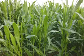 掌握好技巧，玉米喷施叶面肥很简单，省工又增产图片
