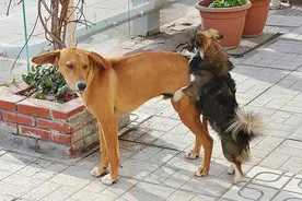 狗狗“生理期”讲究多，6大禁忌不要犯图片