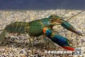 XXXL码的小龙虾，你吃过吗？图片