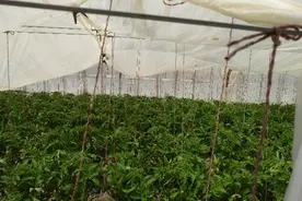 倒春寒天气，如何避免冷棚蔬菜低温障碍？做好预防是关键图片