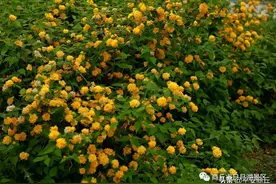 商丘市日月湖景区：春色酿成花世界，棣棠花开灿若金图片
