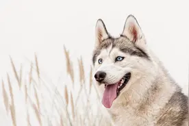 韩语学习，学狗叫翻唱版本，可爱至极