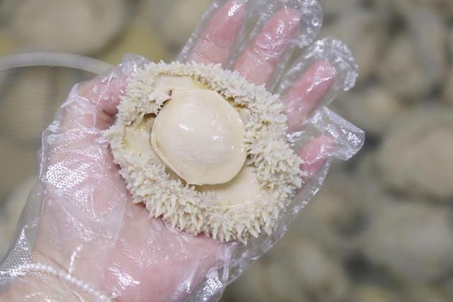 发鲍鱼的正确方法 发鲍鱼的正确方法图解 发鲍鱼的正确方法 发鲍鱼的正确方法图解