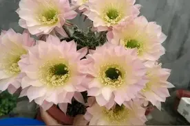 4种漂亮的懒人花，抗病性强，四季轮番开，是阳台盆栽佳品图片