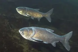 只有抛竿配“水怪”能钓鲢鳙？错，学会这些方法手竿照样“鲢”竿图片