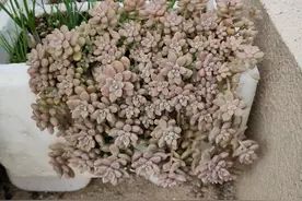 姬秋丽怎么养？不要宠、多露养，轻松养出繁茂完美的状态图片