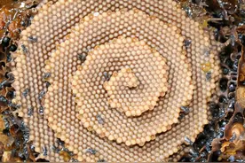 圆滚滚的蜜蜂，为何把窝造成正六边形的？图片