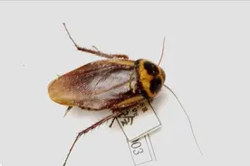 大强虫控：常见蟑螂澳洲大蠊的习性和防治措施图片