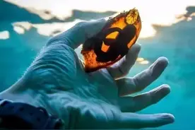 32张活久未见的照片，水里一颗鲨鱼卵，透过光，清晰看到鲨鱼幼崽图片