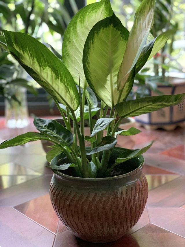 网友描述到,万年青应该是常年碧绿,可今年这段时间叶片枯黄是什么原因