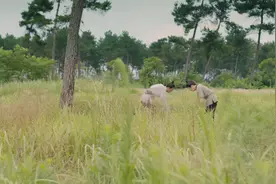 古代遍地是荒地，农户为何不愿去开垦？而是耕种地主的田地？图片