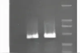琼脂糖凝胶电泳拖尾了怎么办？图片