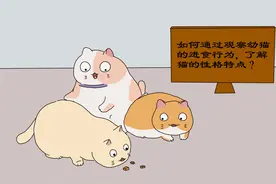 幼猫的进食习惯和猫的性格有关，猫并非都喜欢固定的食物图片