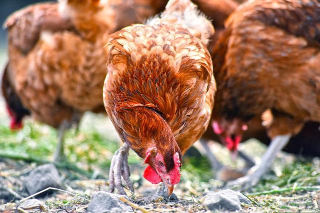 养鸡技术｜七种矿物质对鸡健康成长的作用及需求量