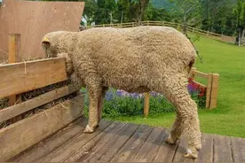 麸皮喂羊的危害有哪些？若不能合理搭配，养殖户利益受损图片