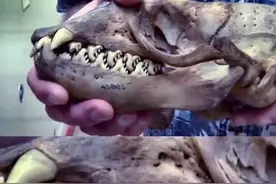 真实存在的4种恐怖生物！看完都不敢睡觉了图片