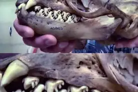 真实存在的4种恐怖生物！看完都不敢睡觉了图片