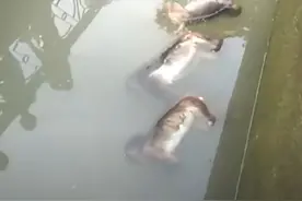 印度频发动物被害事件，13只猴子疑似被人投毒，漂浮在水库的河上图片