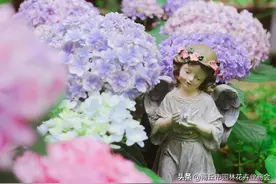 如手鞠球般精致美好的梦幻绣球——花手鞠图片