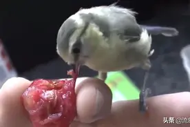 男子竟把麻雀当孩子喂养，半年后令人惊讶万分，太感人了图片