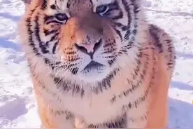 原来猫咪真能看见人类看不见的图片